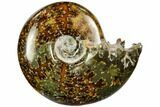Polished, Agatized Ammonite (Cleoniceras) - Madagascar #110515-1